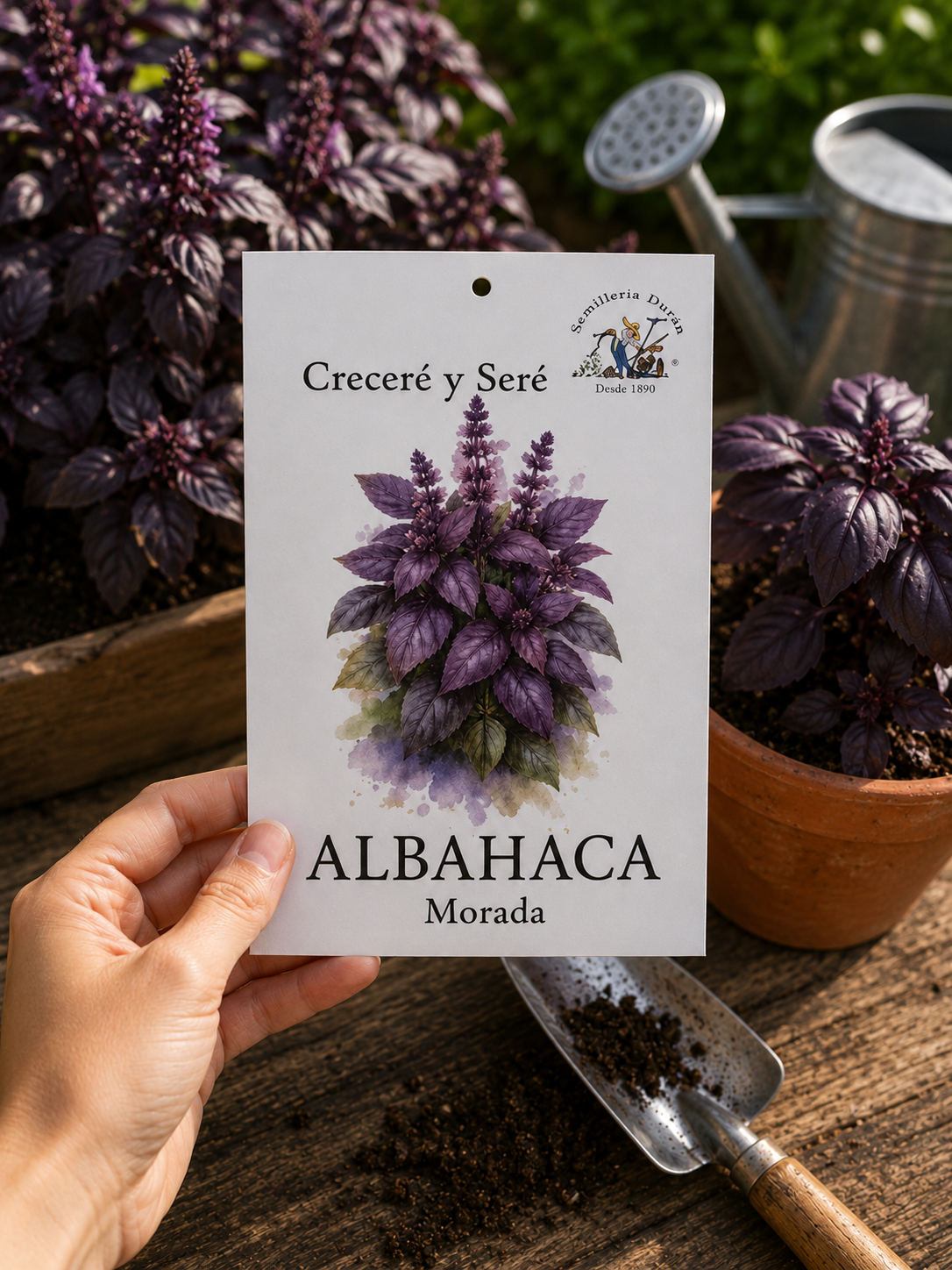 albahaca-morada (2) Albahaca Morada