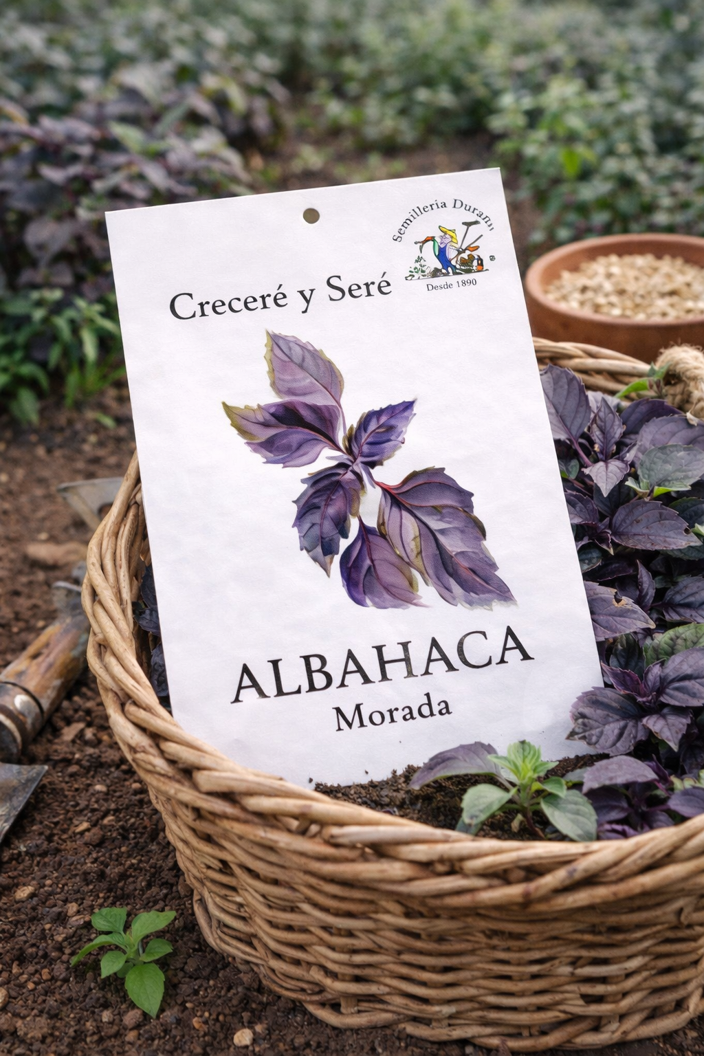 albahaca-morada Albahaca Morada