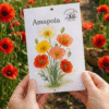 amapola Amapola