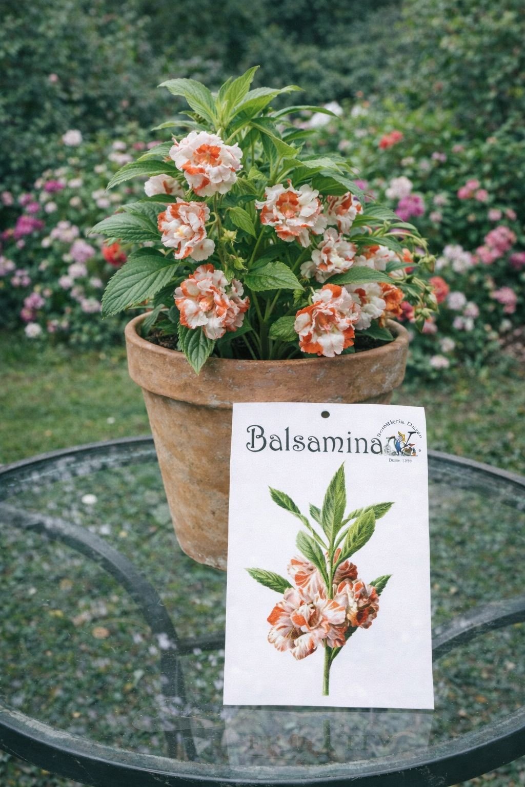 balsamina Balsamina