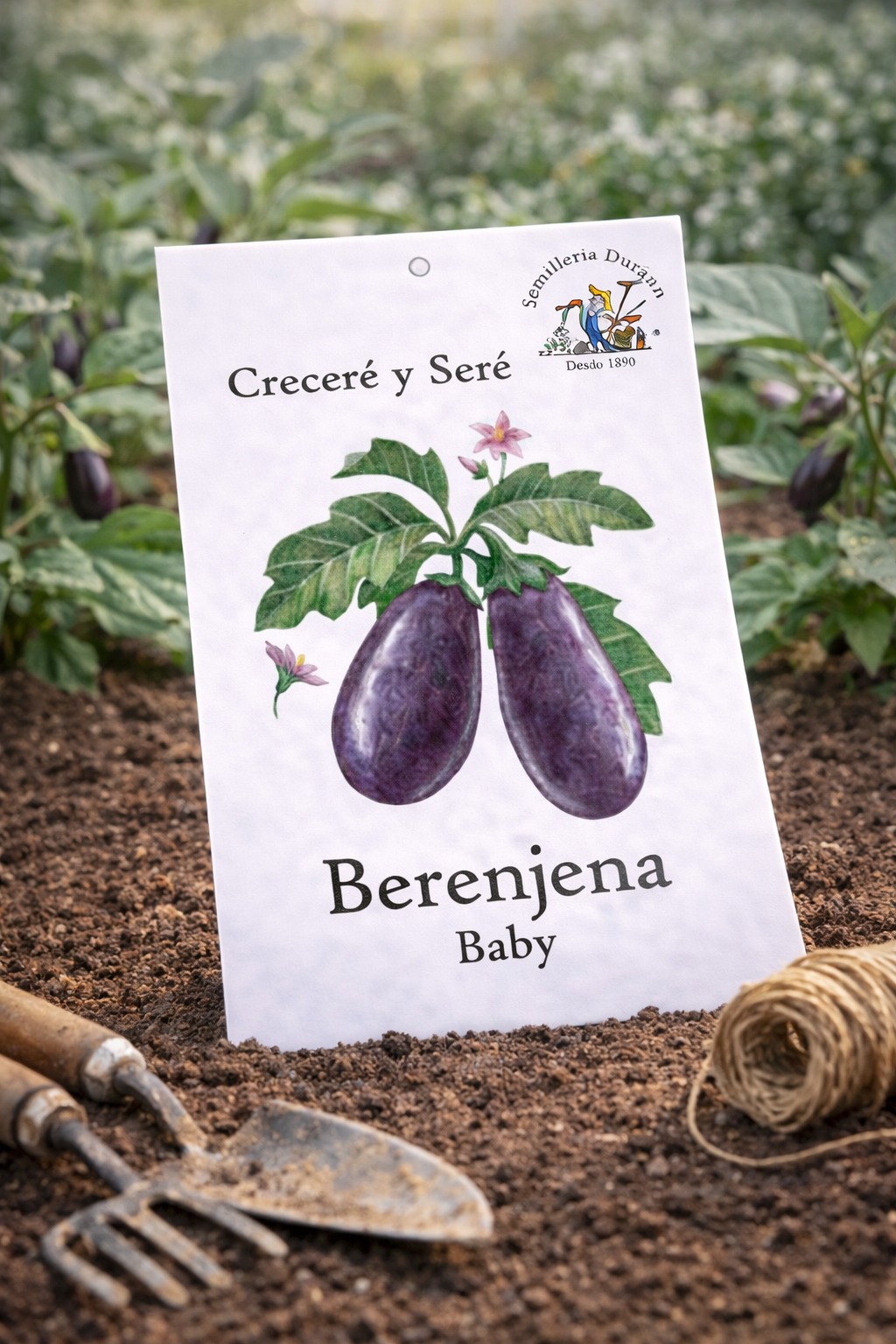 Berenjena Baby