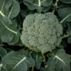 imagen de brócoli