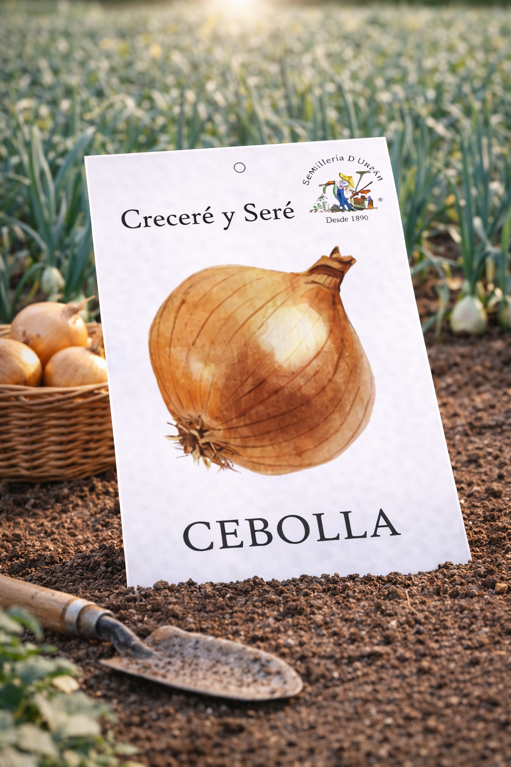 Cebolla