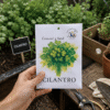 cilantro Cilantro