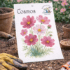 cosmos Cosmos