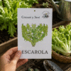 escarola Escarola