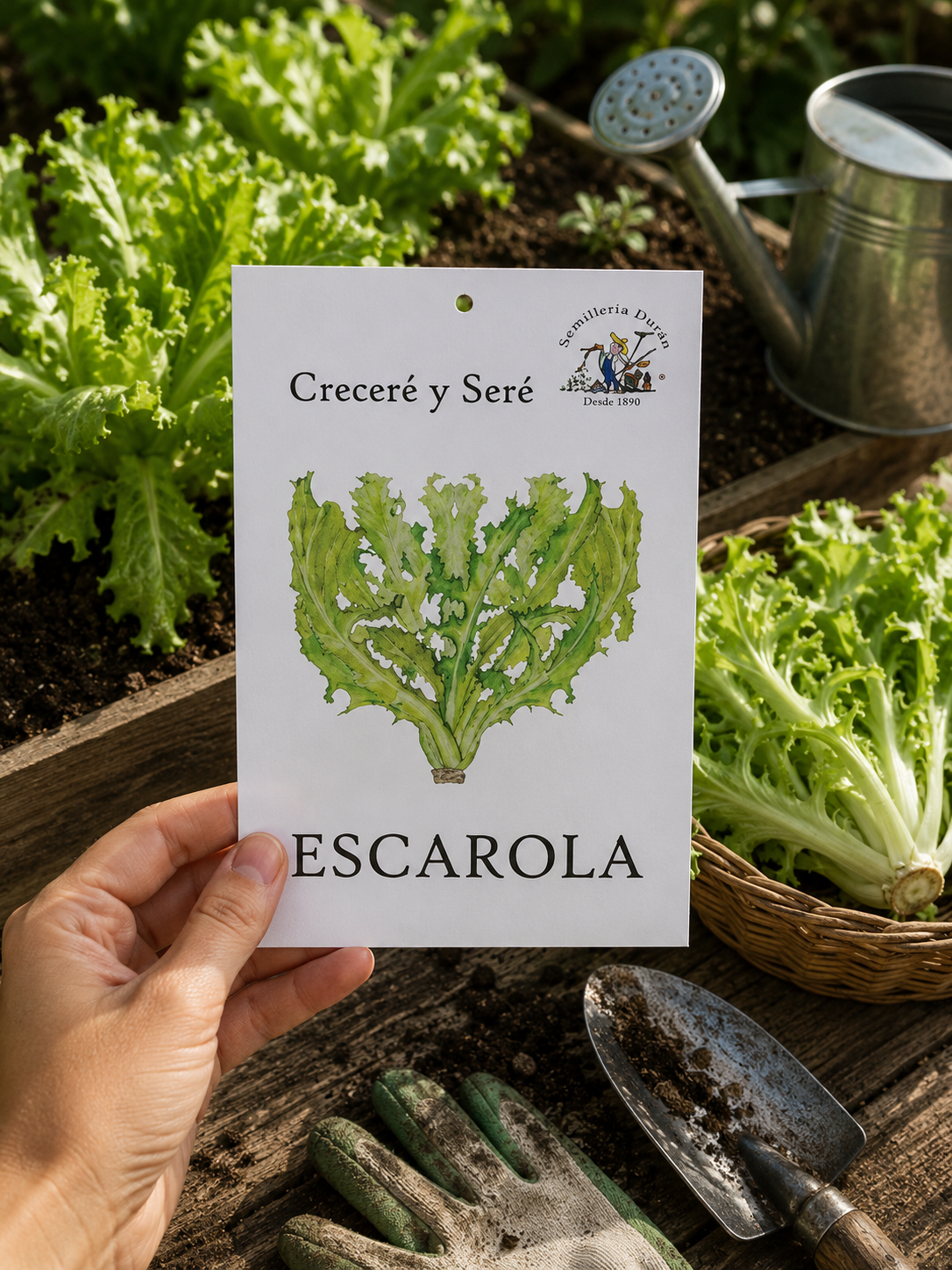 Escarola