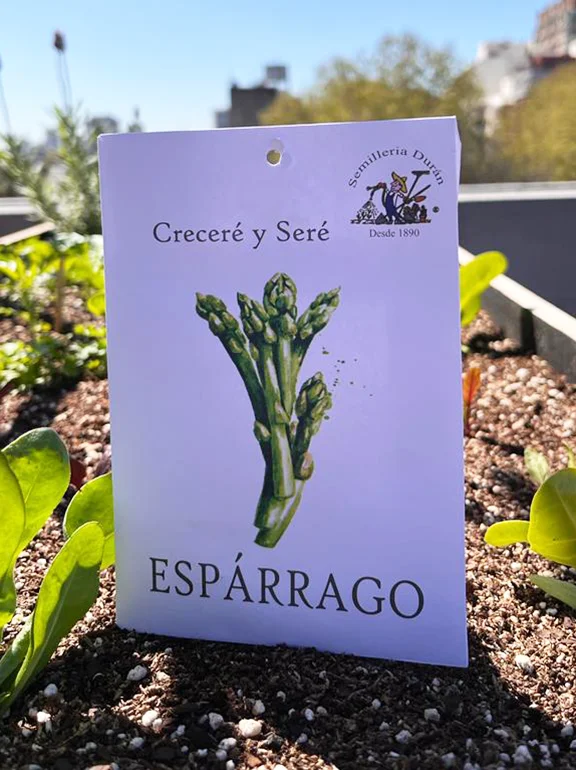 sobre de semillas de esparrago en huerta