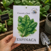 espinaca Espinaca