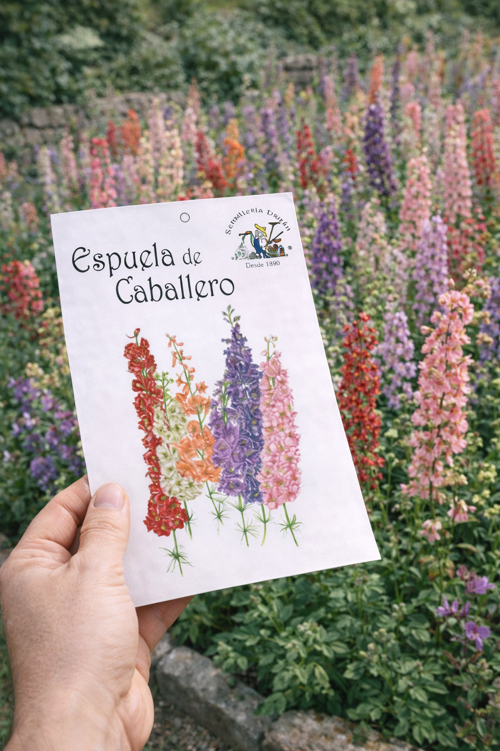 espuela-de-caballero Espuela de Caballero