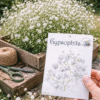 Gypsophila Blanca