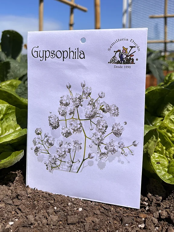 sobre de semillas de gypsophila en huerta