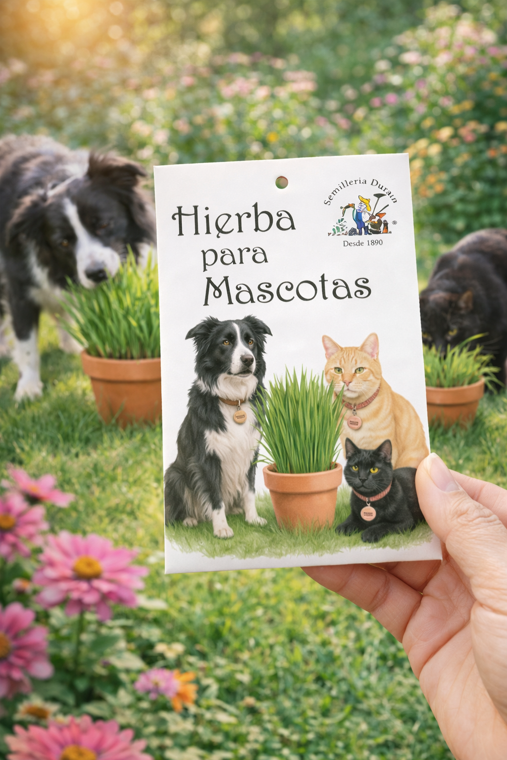 hierba-para-mascotas Hierba para Mascotas
