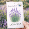 Lavanda