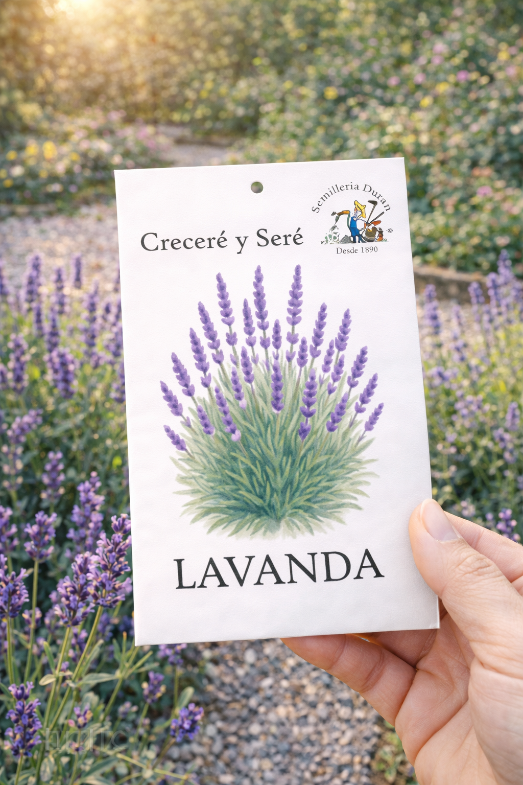 Lavanda