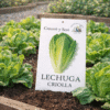 Lechuga Criolla