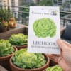 Lechuga Mantecosa de Invierno