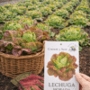 Lechuga Morada