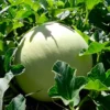 imagen de melón rocío de miel
