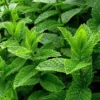imagen de menta piperita