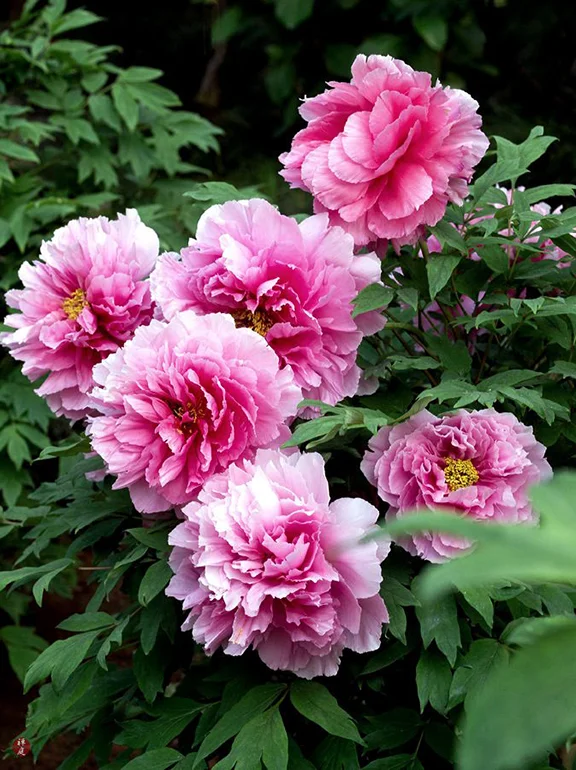 imagen de flor peonia rosa