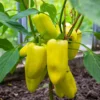 imagen de pimiento sweet banana