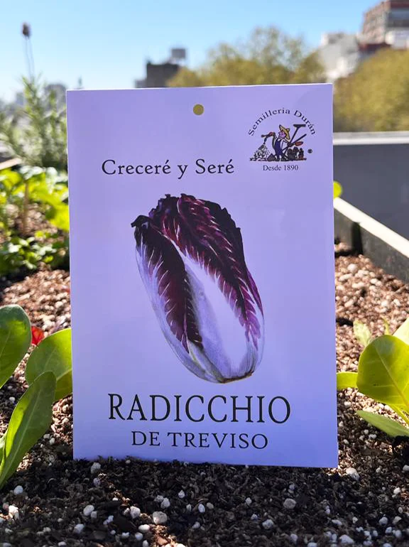 sobre de semillas de radicchio de treviso en huerta