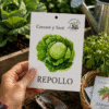 repollo Repollo