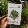 salvia Salvia