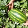 imagen de sandia jubilee