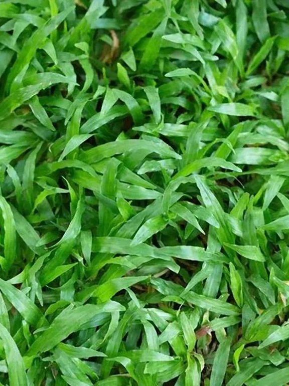 imagen de césped grama bahiana