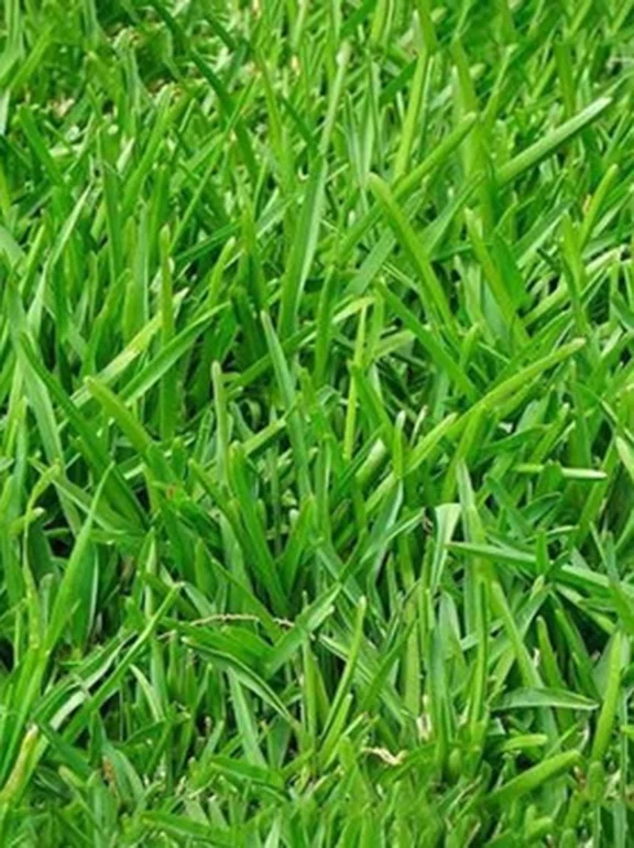 imagen de césped rye grass anual