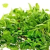 imagen de brotes de cilantro