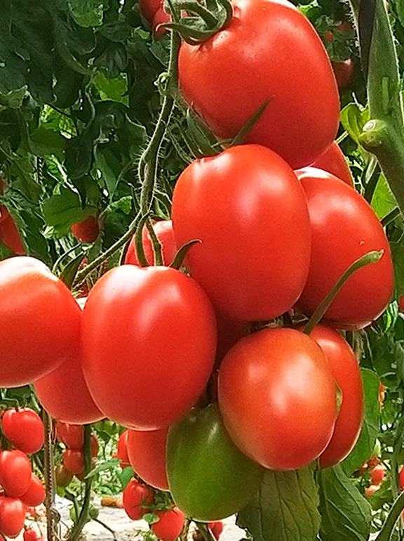imagen de tomate perita