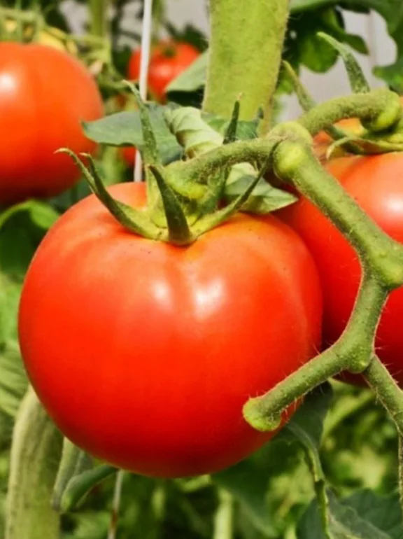 imagen de tomate platense