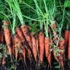 imagen de zanahoria