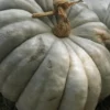 imagen de zapallo ciollo plomo