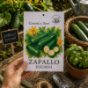 zapallo-zuchini Zapallo Zuchini