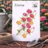 Zinnia