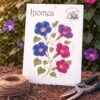Ipomea