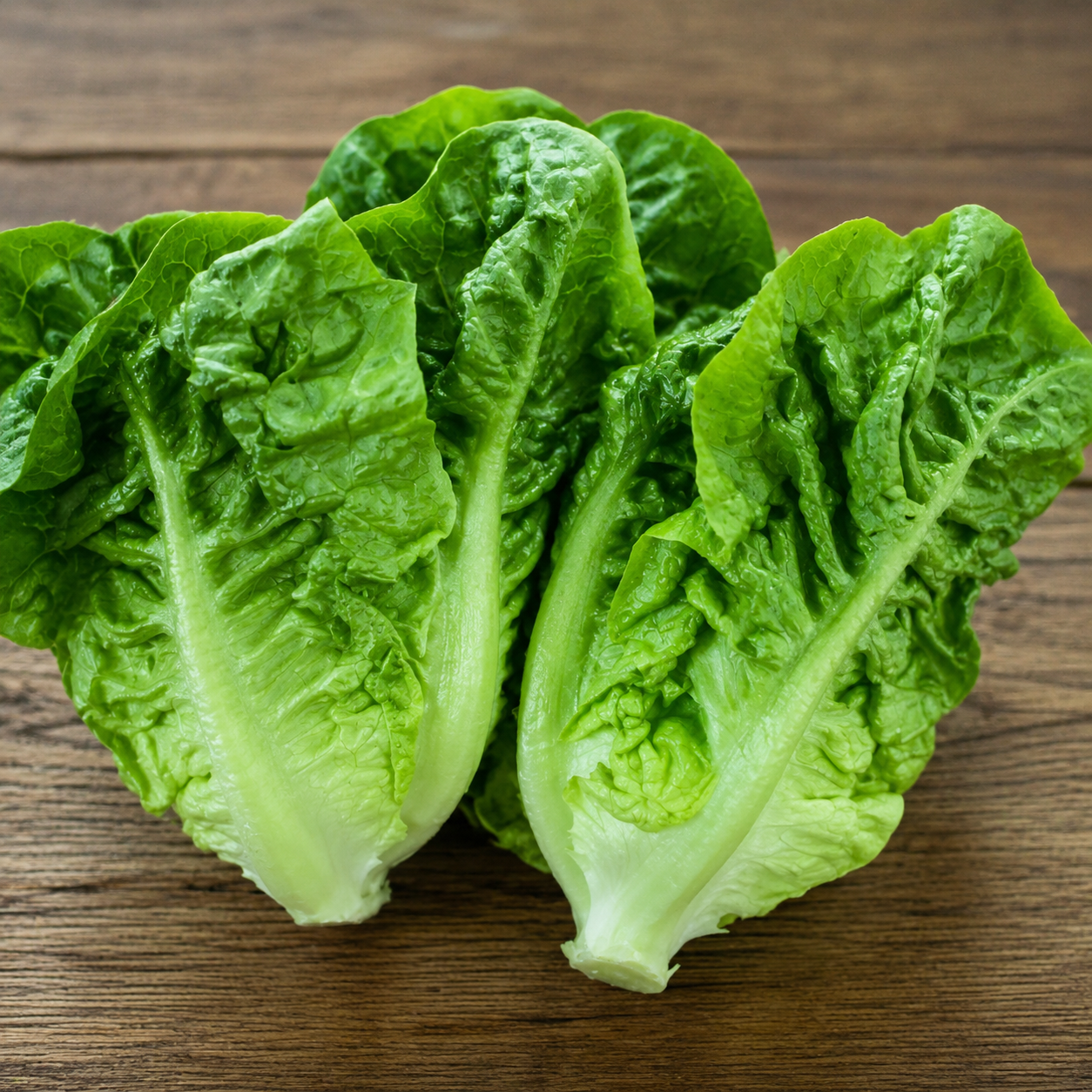 Lechuga Criolla