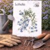 Lobelia