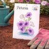 Petunia