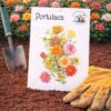 Portulaca