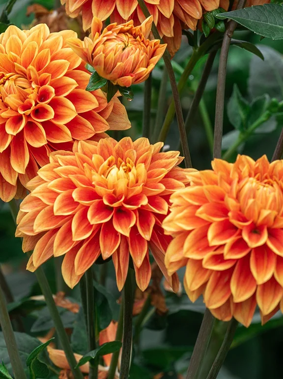 imagen de flor dahlia naranja