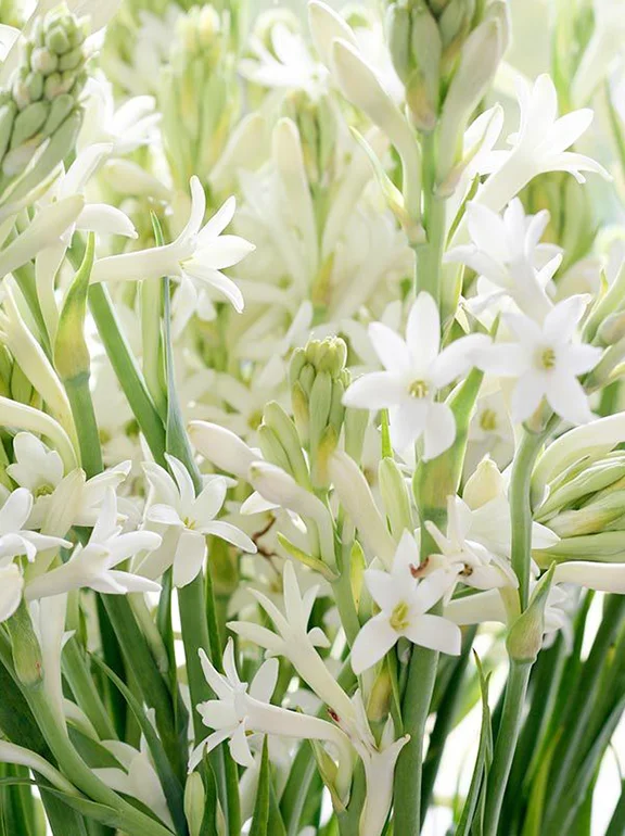 imagen de flor nardos blancos