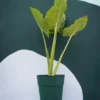 maceta pampa color verde con planta sobre fondo bitono