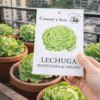 lechuga-mantecosa-de-verano Lechuga Mantecosa de Verano