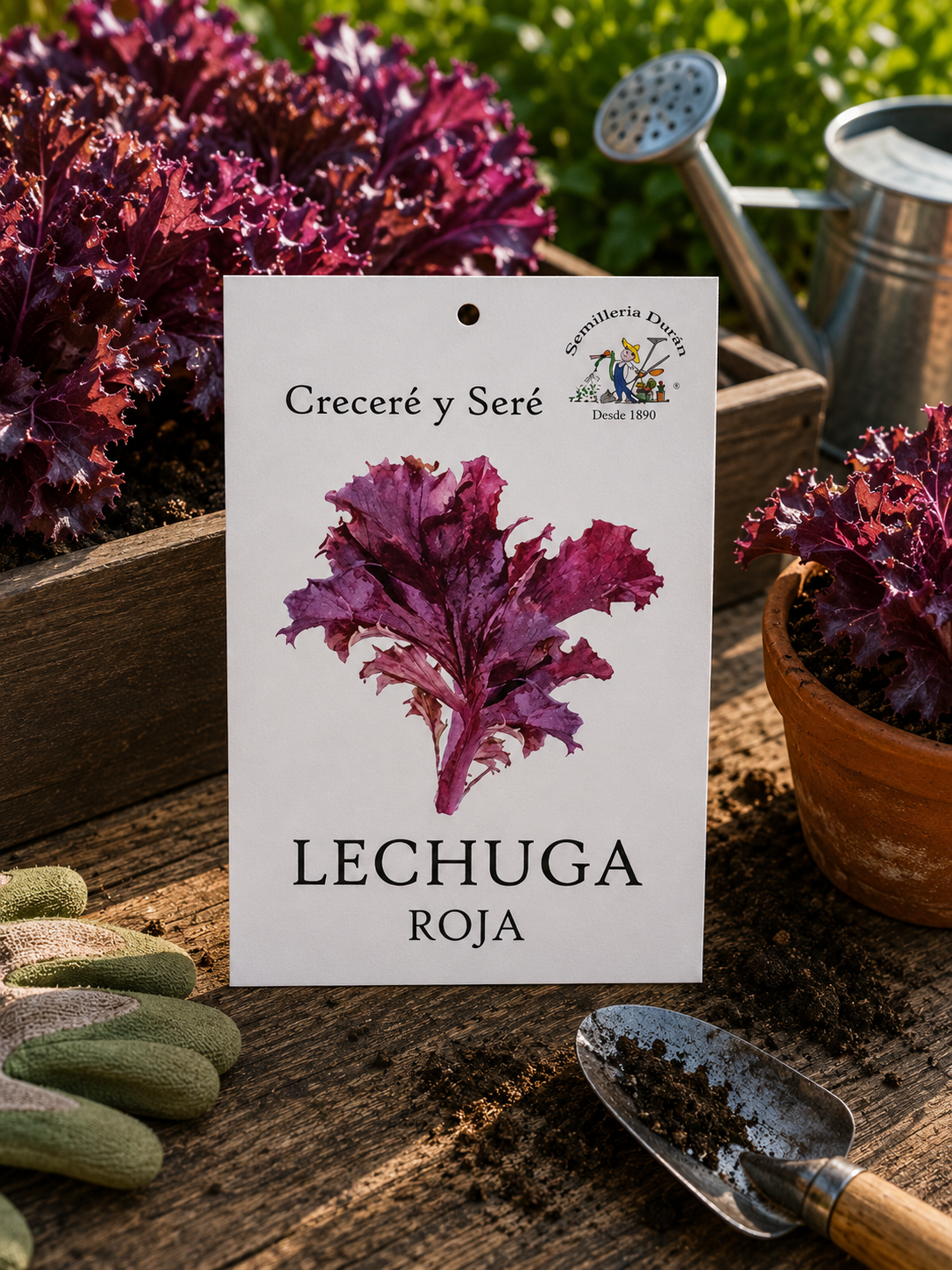 lechuga-roja Semillas de Kikuyo