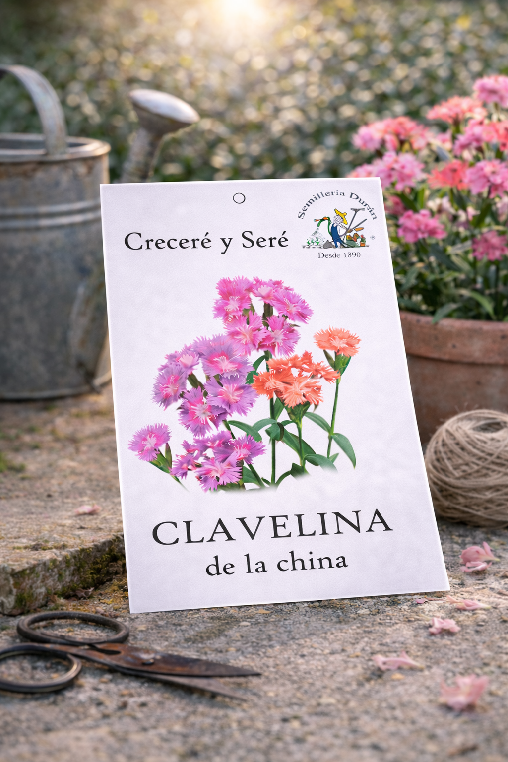 clavelina-de-la-china Clavelina de la China